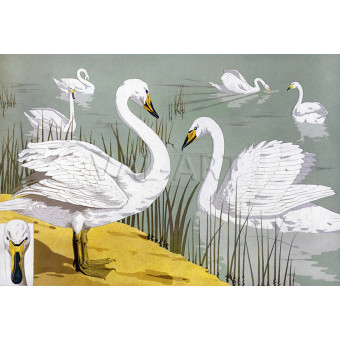 РЕПРОДУКЦИИ НА КАРТИНИ Див лебед (1906)